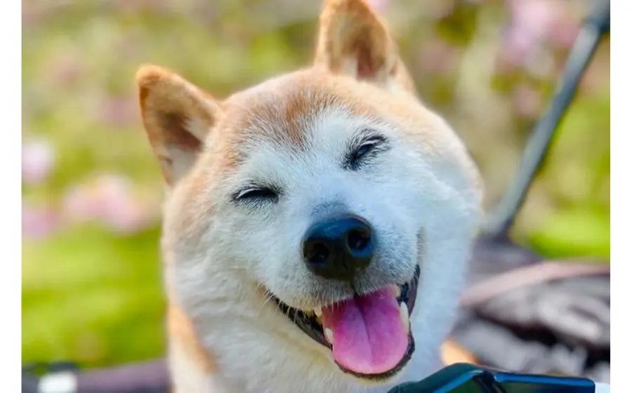 Doge