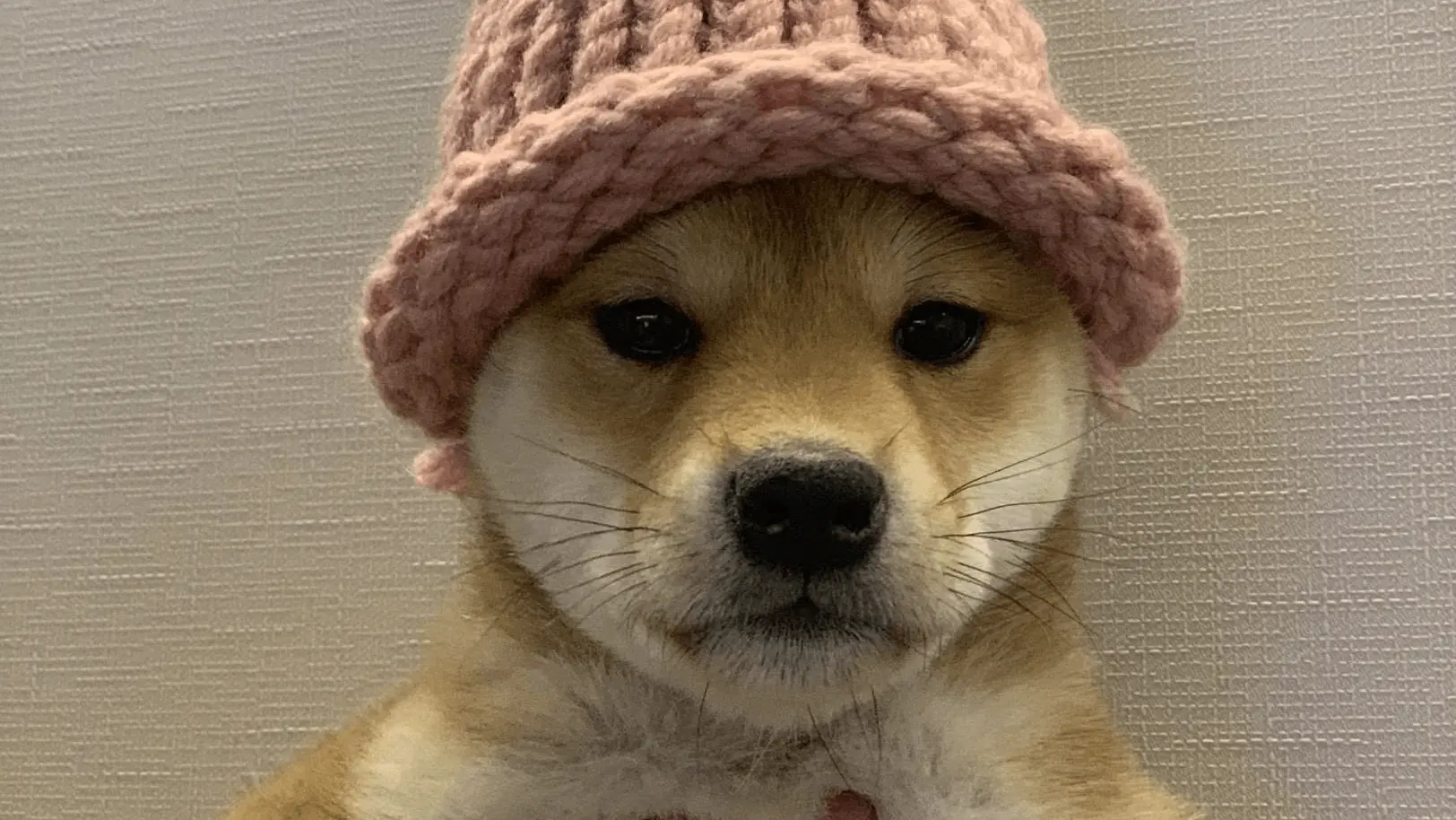 dogwifhat